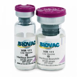 Vir-111, IB (Infectious Bronchitis) H120