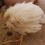 Management of Coccidiosis in Poultry Birds