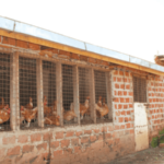 Poultry Housing System