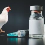 VACCINATION PROGRAMS IN POULTRY FARMING