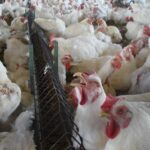 How to manage respiratory disease in poultry