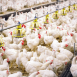 30 Guidelines for Setting up a Poultry Farm