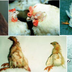 10 Poultry Diseases and there Solutions