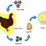 Read more about the article Immune Response In Poultry