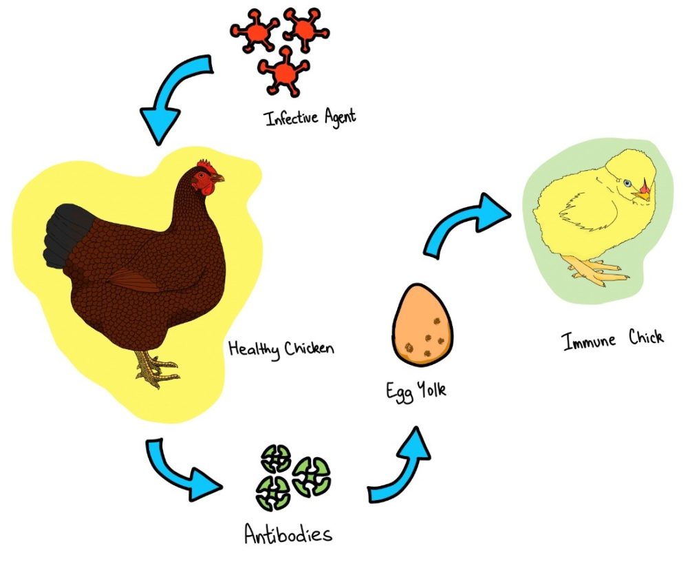 Read more about the article Immune Response In Poultry