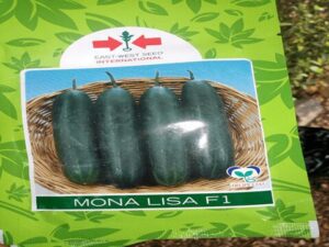 Mona Lisa F1 Cucumber Seeds (500 Seeds | 1000 Seeds)