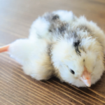 Read more about the article Abnormalities in Chicks