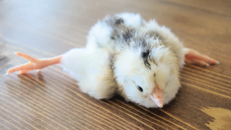 Read more about the article Abnormalities in Chicks