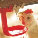 Read more about the article Water Sanitation Set Up In Poultry