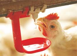 Read more about the article Water Sanitation Set Up In Poultry