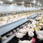 Read more about the article Things To Know Before Starting A Poultry Farm