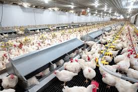 Read more about the article Things To Know Before Starting A Poultry Farm