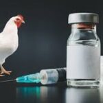 Read more about the article Vaccine Failure In Poultry