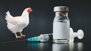 Read more about the article Vaccine Failure In Poultry