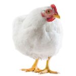 Read more about the article How To increase The Growth of Broilers