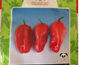 Efia Hot Pepper Seeds (East West Seed Brand) | 10g