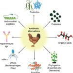 Read more about the article Effect of Antibiotics overdose in Poultry