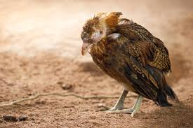 Read more about the article Coccidiosis in Poultry