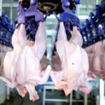 Read more about the article BROILER PRODUCTION IN NIGERIA