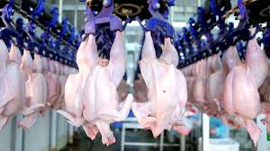 Read more about the article BROILER PRODUCTION IN NIGERIA