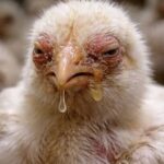Read more about the article What are the Effective Solutions for Preventing and Treating CRD in Poultry